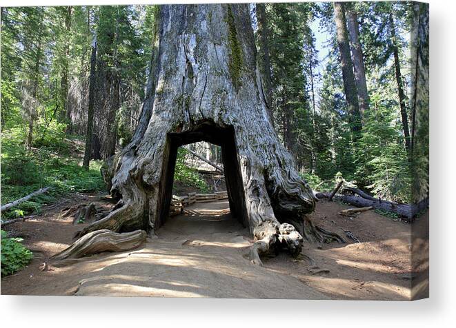 Tranquility Canvas Print featuring the photograph Tuolumne Grove Of Giant Sequoia by Pierre Leclerc Photography