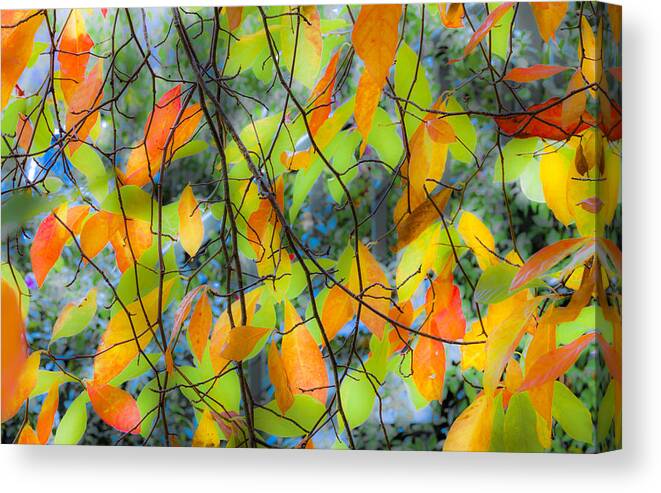Autumn Canvas Print featuring the photograph Tupelo Tapestry - Glowing Leaves by Saxon Holt