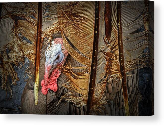 Feather; Feathers; Turkey; Pennaceous Feathers; Vaned Feathers; Rachis; Barb; Quill; Foul; Poultry; Black & White; Graphic; Patterns; Photograph; Fine Art; Art; Photography; Art Print; Art Work; Randynyhof Canvas Print featuring the photograph Turkey and Feathers by Randall Nyhof