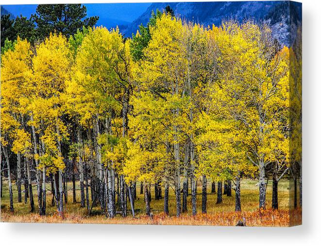 Aspen Grove Canvas Print featuring the photograph Turning of the Aspens by Juli Ellen