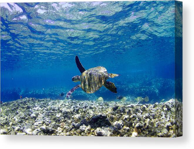 Sea Canvas Print featuring the photograph Turtle Cruise by Sean Davey