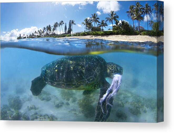 Sea Canvas Print featuring the photograph Turtle Snack by Sean Davey