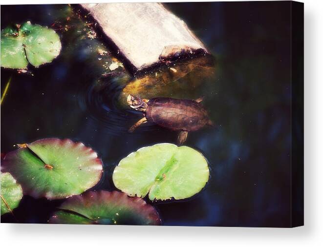 Turtle Canvas Print featuring the photograph Turtling Around by Melanie Lankford Photography