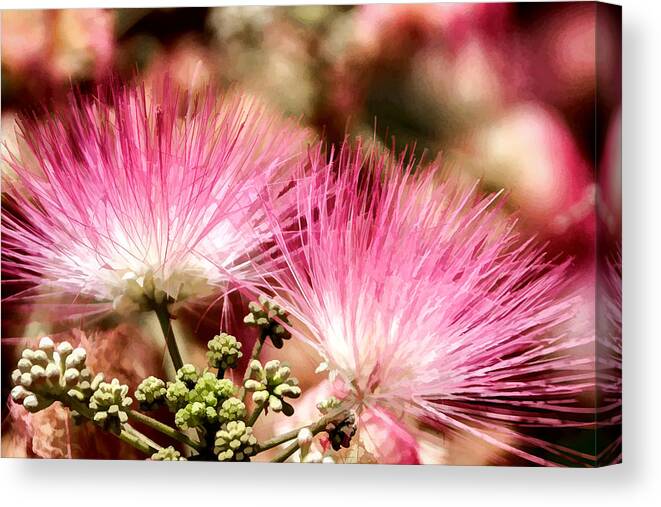 Callistemon Canvas Print featuring the digital art Twins by Photographic Art by Russel Ray Photos