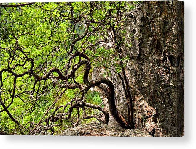Twisted Tree Canvas Print featuring the photograph Twisted by Laureen Murtha Menzl