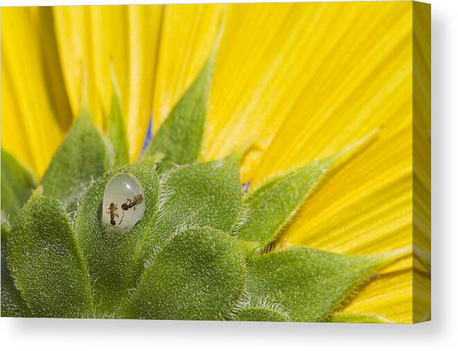 Sunflower Canvas Print featuring the photograph Two Ants Entombed in Sunflower Resin by Steven Schwartzman