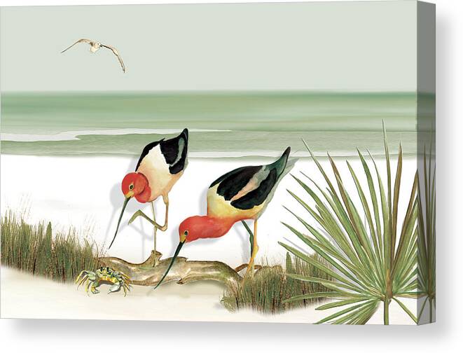 Avocets Canvas Print featuring the painting Two Avocets by Anne Beverley-Stamps