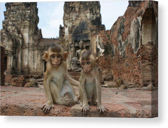 Young Animal Canvas Print featuring the photograph Two baby Macaques by Brian Kamprath