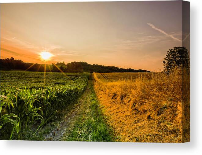 Tranquility Canvas Print featuring the photograph Two Contrasting Fields Of Crops At by Verity E. Milligan