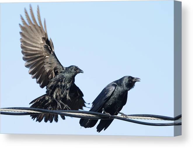 Crow Canvas Print featuring the photograph Two Crows on a wire by Bradford Martin