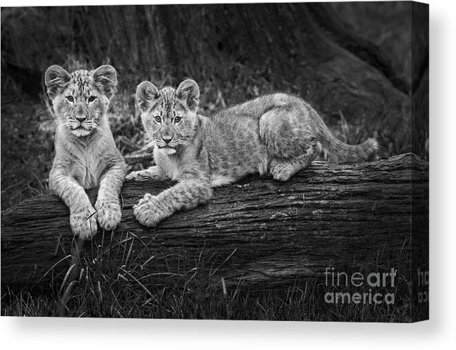 Lion Cubs Canvas Print featuring the photograph Two Cute by Sonya Lang