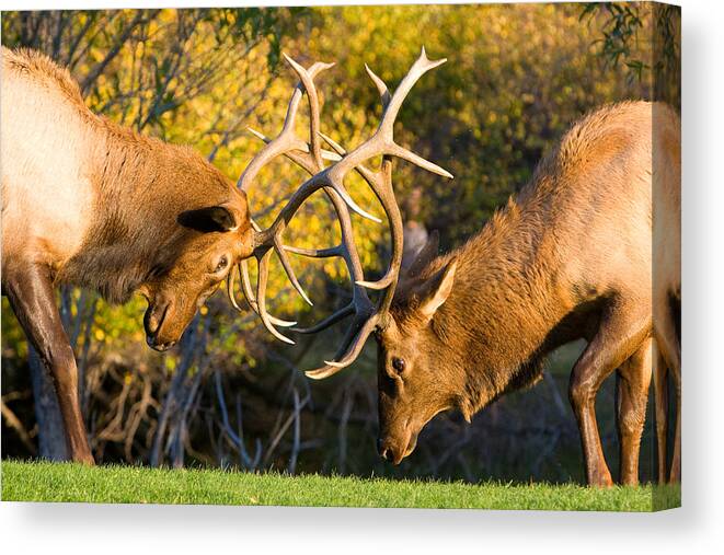 Autumn Canvas Print featuring the photograph Two Elk Bulls Sparring by James BO Insogna