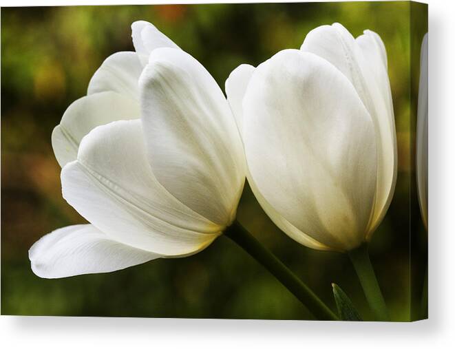 Tulips Canvas Print featuring the photograph Two in White by Sonya Lang