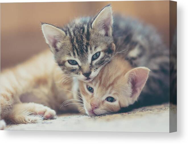 Pets Canvas Print featuring the photograph Two Kittens Looking At The Camera by Harpazo hope