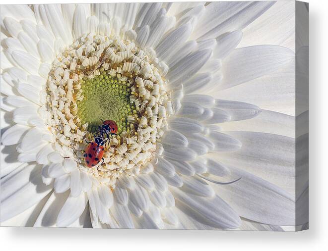 Two Canvas Print featuring the photograph Two Ladybugs Meet by Garry Gay