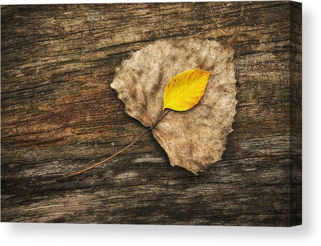 Leaf Canvas Print featuring the photograph Two Leaves by Scott Norris