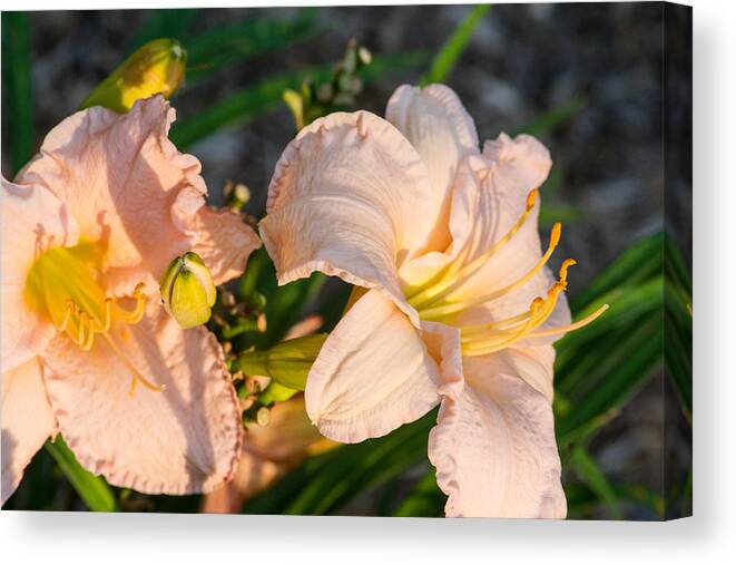 Lily Canvas Print featuring the photograph Two Pink Millies at Sunrise 1 by Douglas Barnett