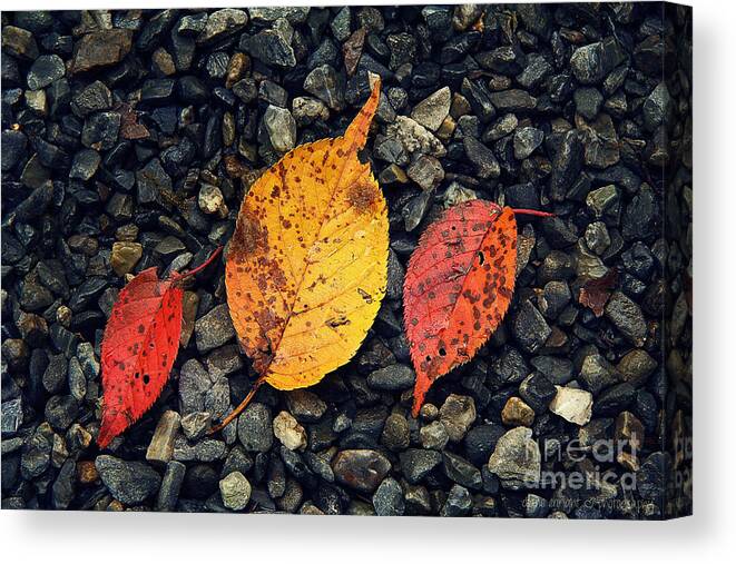 Fall Canvas Print featuring the photograph Two Reds and a Yella by Diane Enright