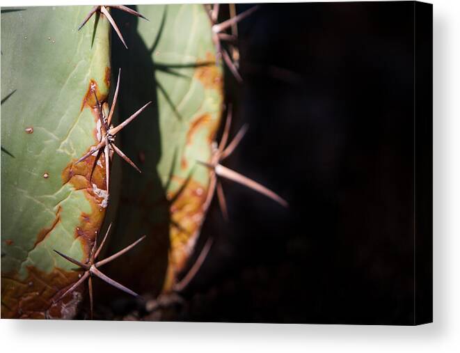 Botanical Canvas Print featuring the photograph Two Shades of Cactus by John Wadleigh