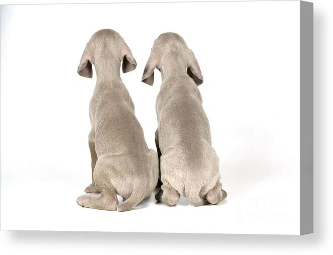 Dog Canvas Print featuring the photograph Two Weimaraner Puppies by John Daniels