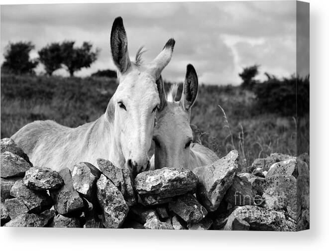 Donkey Canvas Print featuring the photograph Two white Irish donkeys by RicardMN Photography