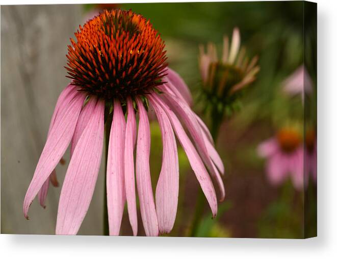 Cone Flower Canvas Print featuring the photograph Unassuming by Wanda Brandon