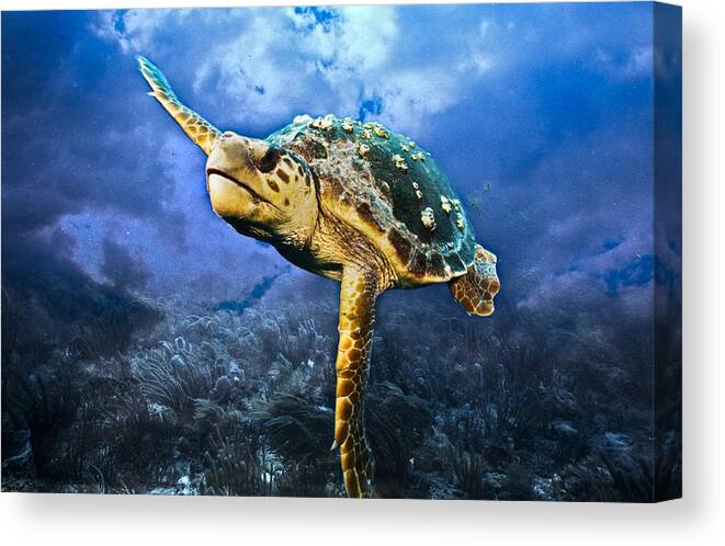 Clouds Canvas Print featuring the photograph Under the Sea by Sandra Edwards