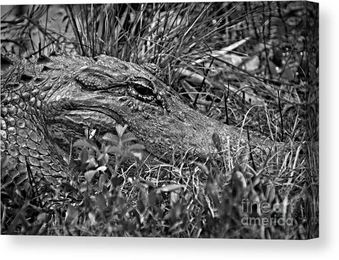Alligator Canvas Print featuring the photograph Undercover Alligator by Southern Photo