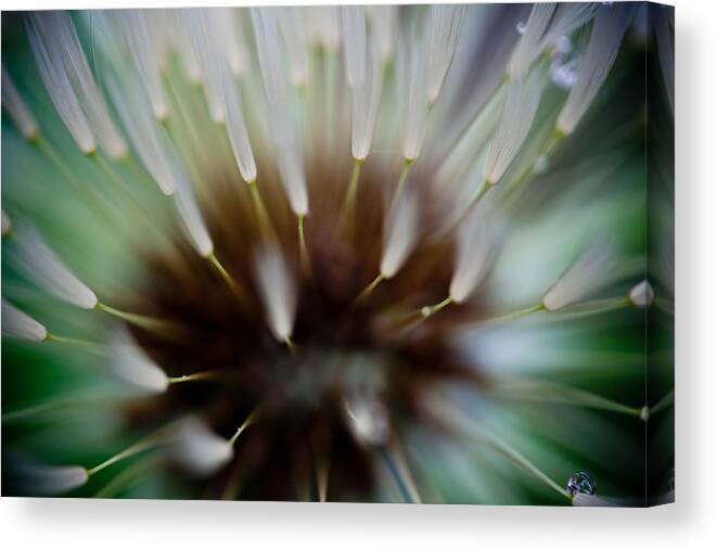 Dandelion Canvas Print featuring the photograph Undersea Dream by Shane Holsclaw