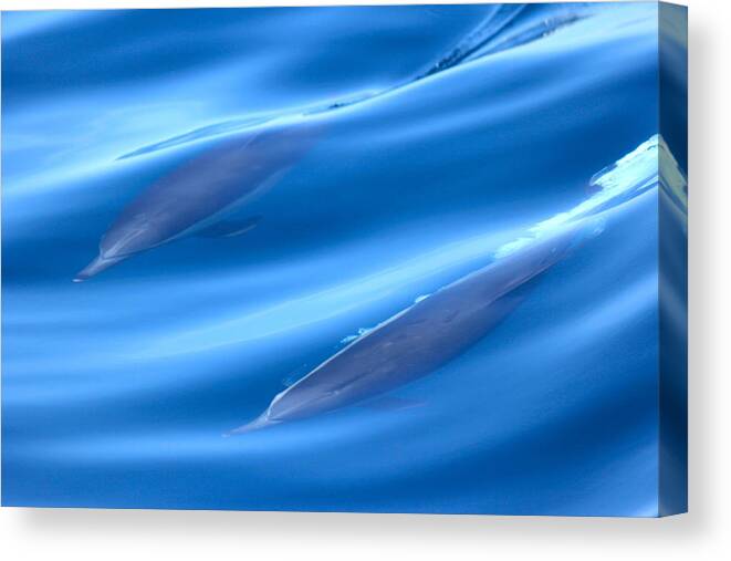 Dolphin Canvas Print featuring the photograph Underwater Dolphins by Liz Vernand