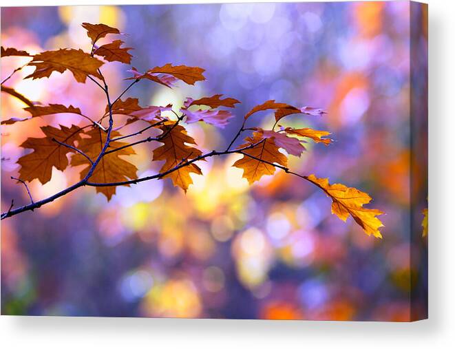 Autumn Canvas Print featuring the photograph United Colours of Autumn II by Roeselien Raimond
