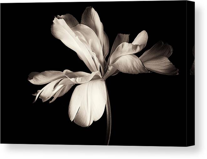 Still Life Canvas Print featuring the photograph Untitled by Penny Myles