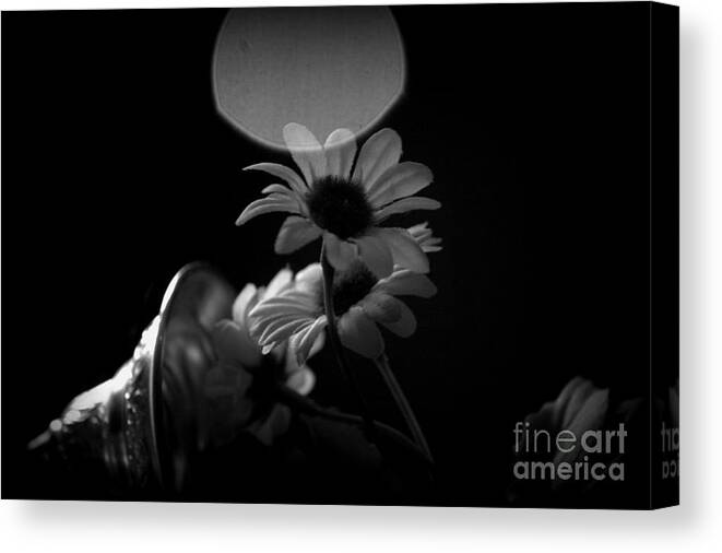 White Daisy Canvas Print featuring the photograph Untitled by Steven Macanka