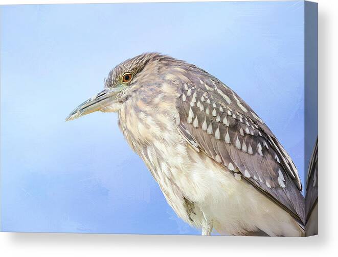 Juvenile Black Crowned Night Heron Canvas Print featuring the photograph Unwinding by Fraida Gutovich