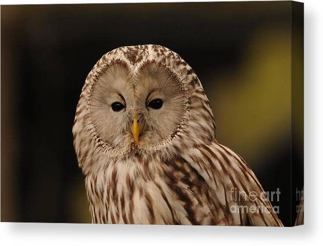 Owl Canvas Print featuring the photograph Ural Owl by Sue Jarrett