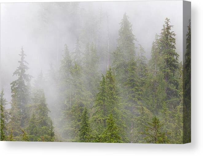 Alaska Canvas Print featuring the photograph USA, Alaska Fog In Spruce And Hemlock by Jaynes Gallery