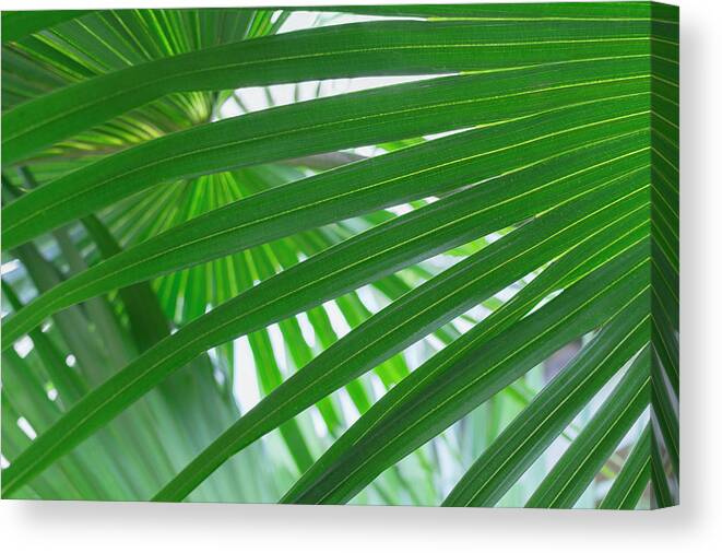 Outdoors Canvas Print featuring the photograph Usa, Florida, Close Up Of Palm Leaf by Kristin Lee