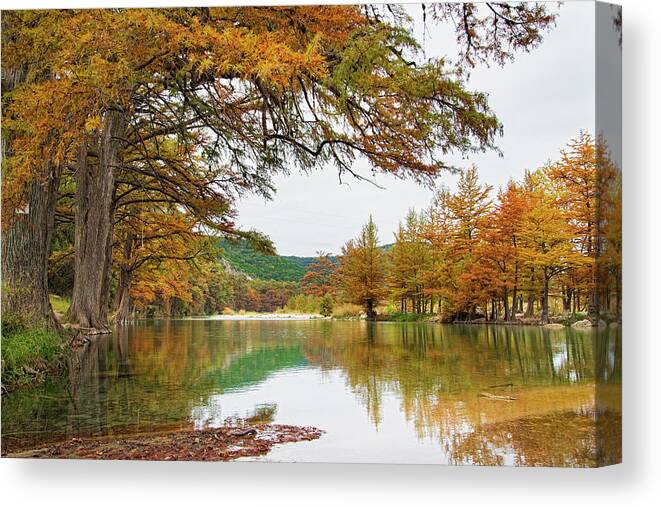 Scenics Canvas Print featuring the photograph Usa, Texas, Cypress Tree With Golden by Westend61