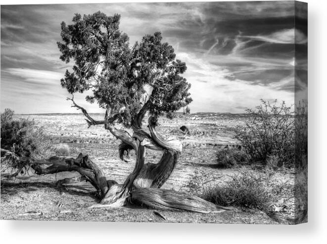 Tree Canvas Print featuring the photograph Utah Desert Survivor by Geraldine Alexander