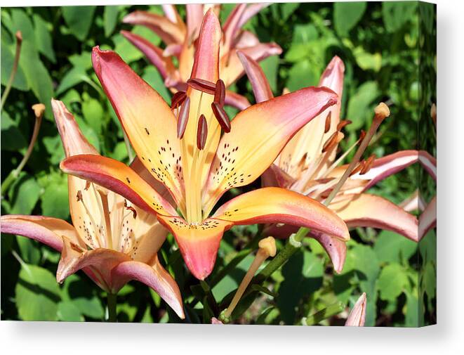 Variegated Canvas Print featuring the photograph Variegated Gold-Orange Lily by Ellen Tully