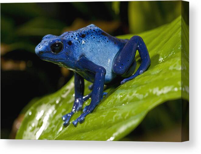 Feb0514 Canvas Print featuring the photograph Very Tiny Blue Poison Dart Frog by San Diego Zoo