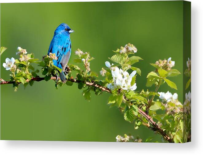Indigo Bunting Canvas Print featuring the photograph Vibrance of Spring by Rob Blair