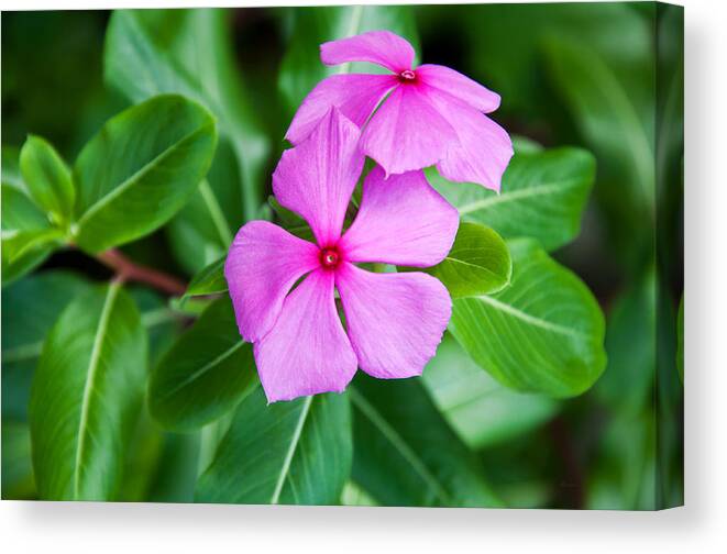 Donna Proctor Canvas Print featuring the photograph Vinca For Two by Donna Proctor