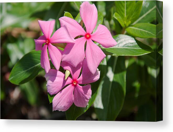Donna Proctor Canvas Print featuring the photograph Vinca Periwinkle by Donna Proctor
