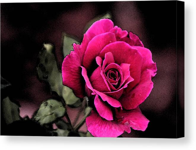 Creation Canvas Print featuring the photograph Vintage Love Rose by Kay Novy