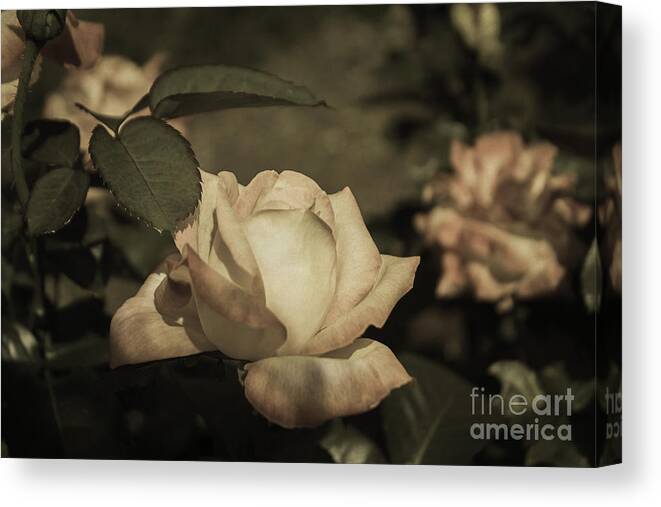 Rose Canvas Print featuring the photograph Vintage Rose Garden by Arlene Carmel