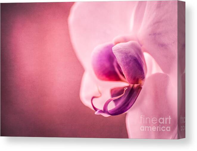 Radiant Orchid Canvas Print featuring the photograph Violet Poetry by Hannes Cmarits