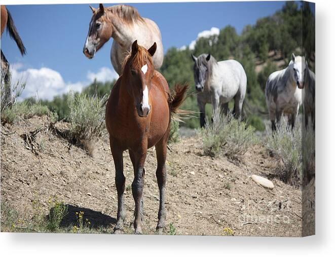 Horse Canvas Print featuring the photograph Visitors by Veronica Batterson
