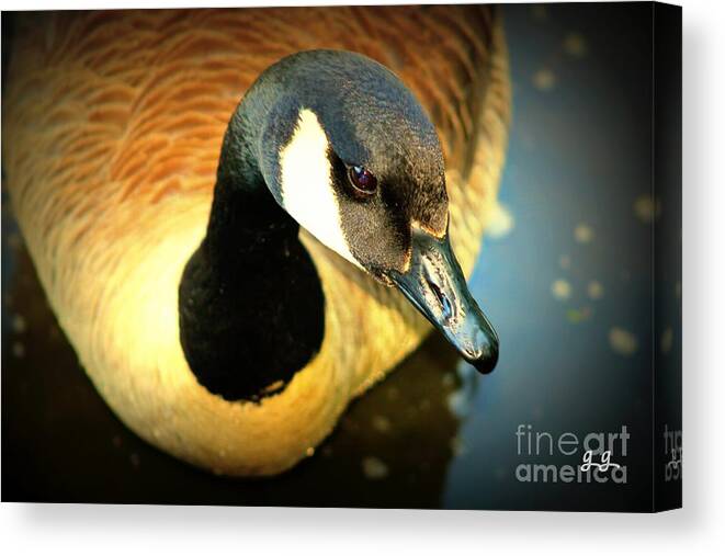 Goose Canvas Print featuring the photograph Wading by Geri Glavis