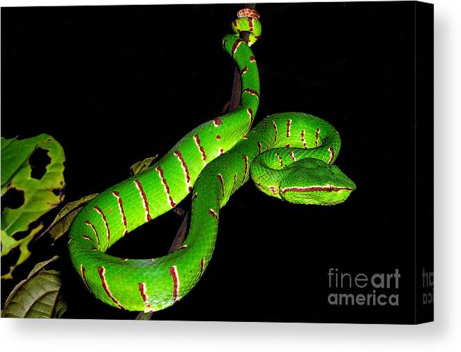 Animals Canvas Print featuring the photograph Wagler's Pit Viper by Joerg Lingnau